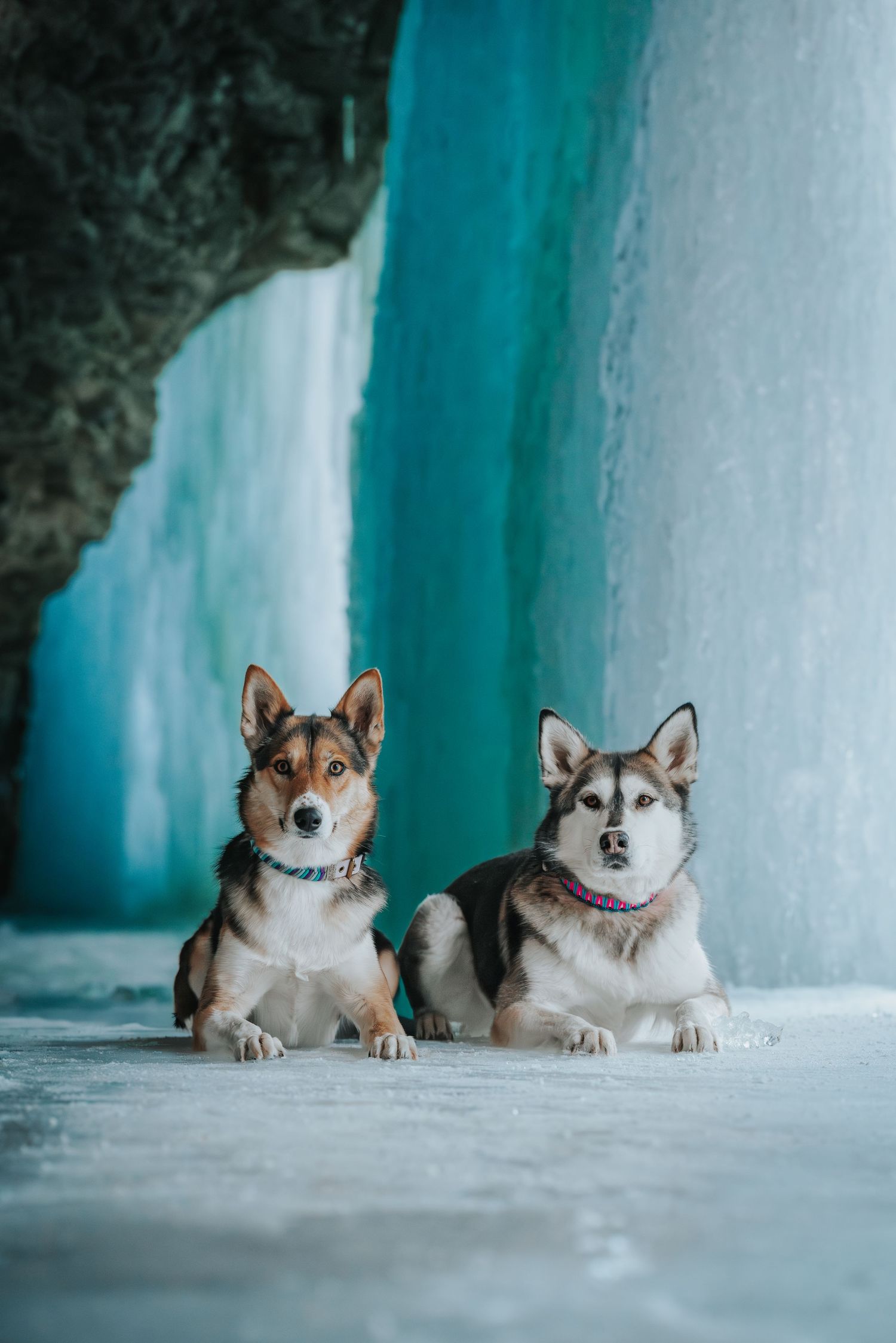 Two dogs, one a brown and white border collie and the other a gray and white husky, sitting in front of a turquoise body of water.