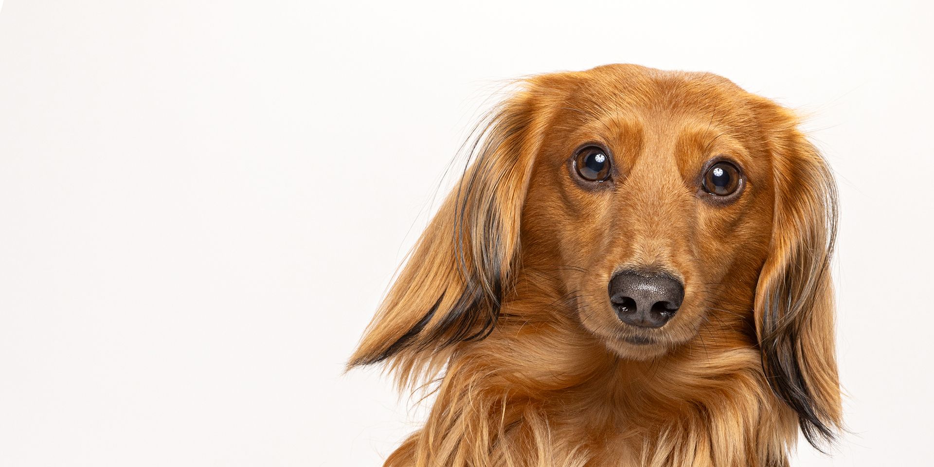 Dachshund showing his head tilt.