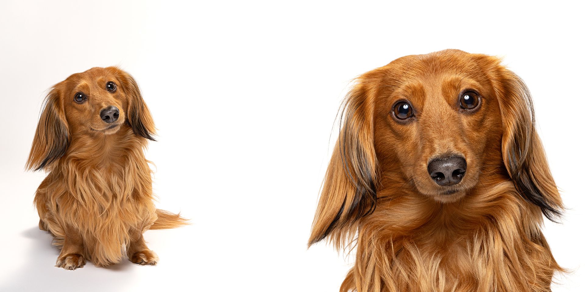 A fluffy long-haired dachshund posed in two angles against a white background, showcasing its golden-brown coat.