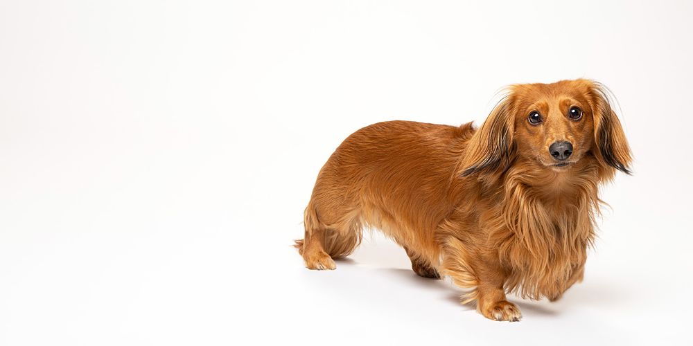 Long-haired dachshund puppy lifts his paw.