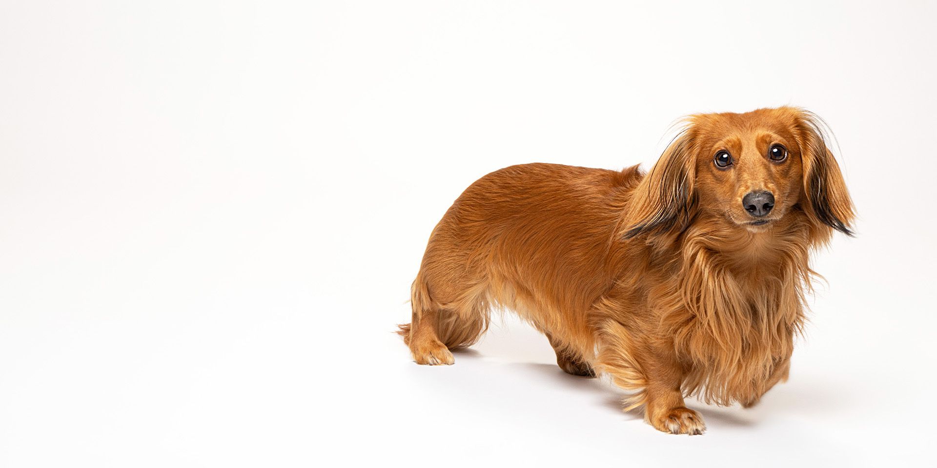 Long-haired dachshund puppy lifts his paw.