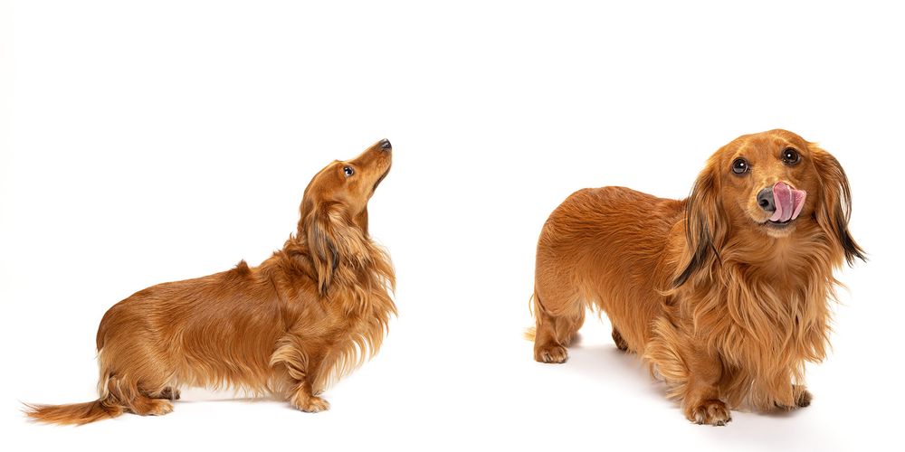 Puppy performing a playful roll sequence on white background, showing multiple movement poses.