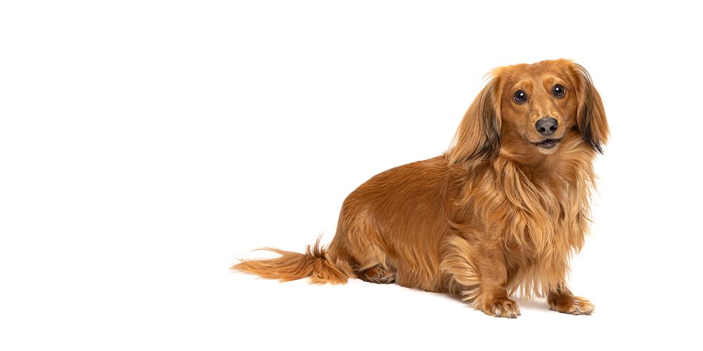 A fluffy golden-red Dachshund dog sitting against a white background, showcasing its long body and silky coat.