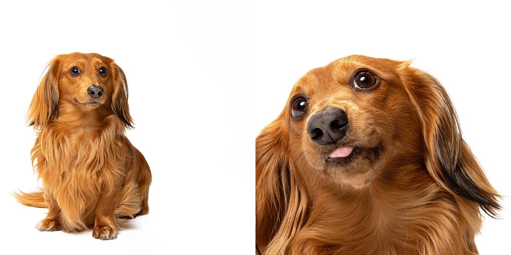 A series of dog portraits showing different facial expressions and head angles against a white background.