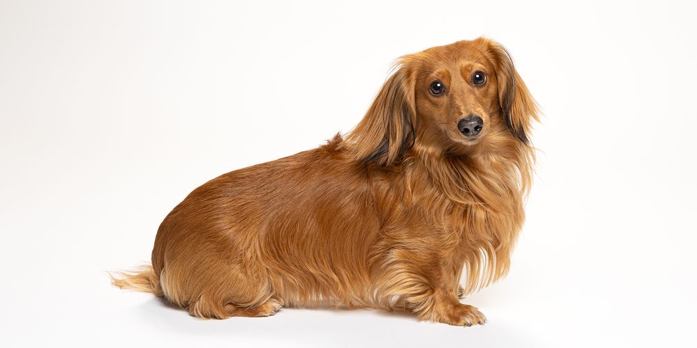 A golden long-haired Dachshund dog sitting gracefully against a clean white background.