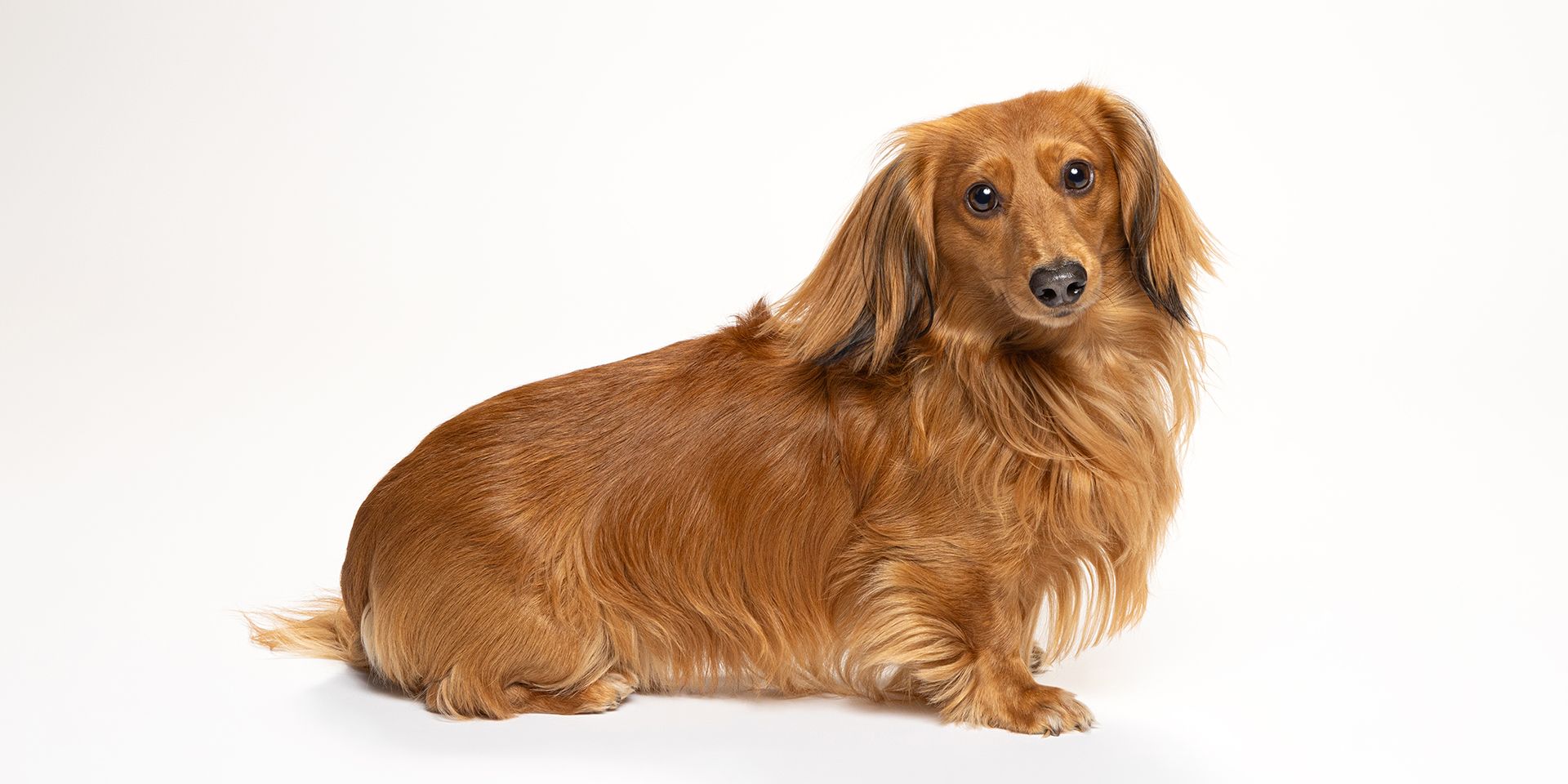 A golden long-haired Dachshund dog sitting gracefully against a clean white background.