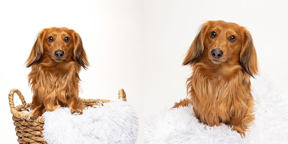 Long-haired dachshund dog sits in a wicket basket on a white blanket.