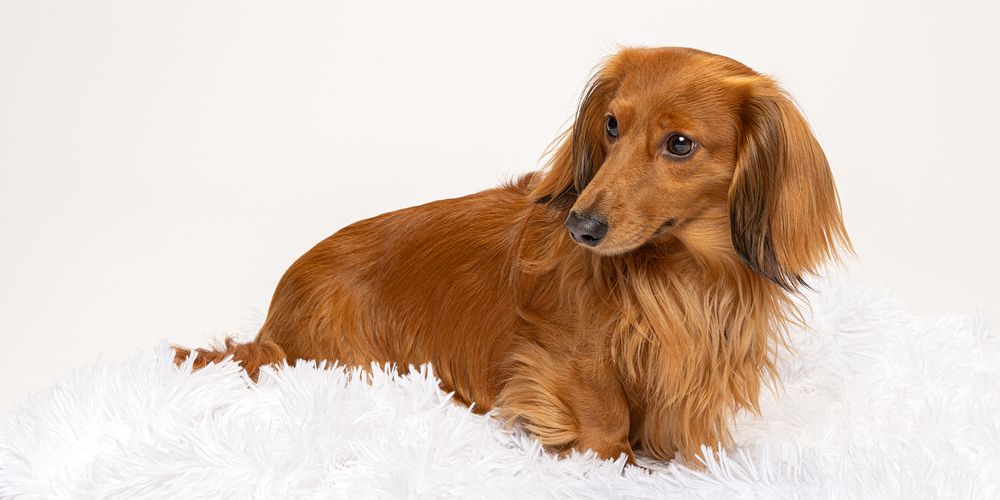 Long-haired dachshund with golden-red coat lying on a white fluffy surface against a light background.