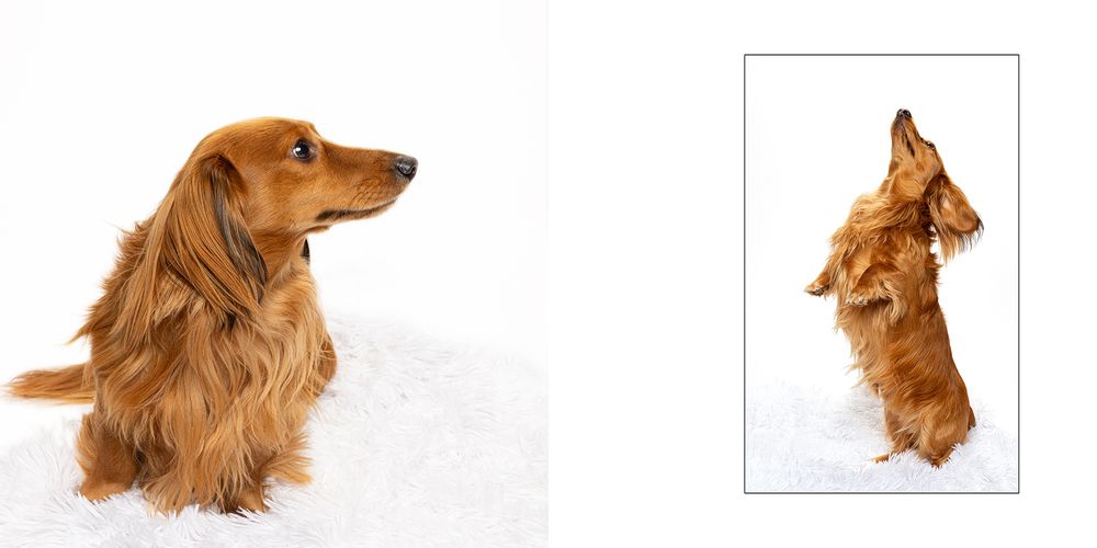 A golden long-haired Dachshund poses in two positions against a white background, sitting and standing on hind legs.