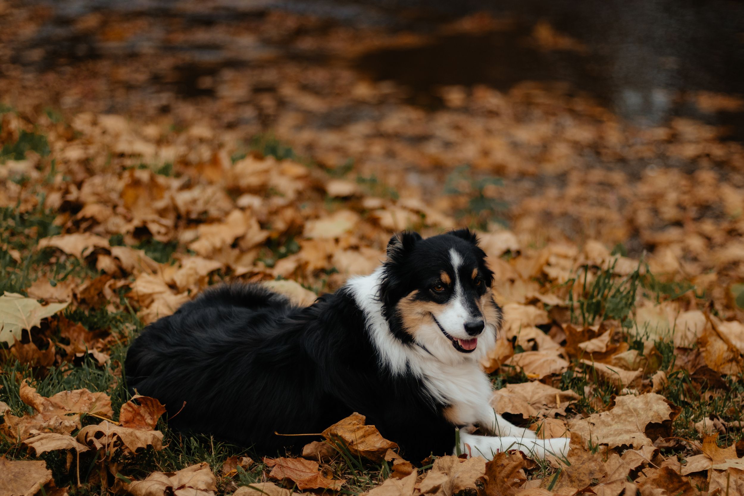 Black and white cat rests among fallen autumn leaves during outdoor photo session.