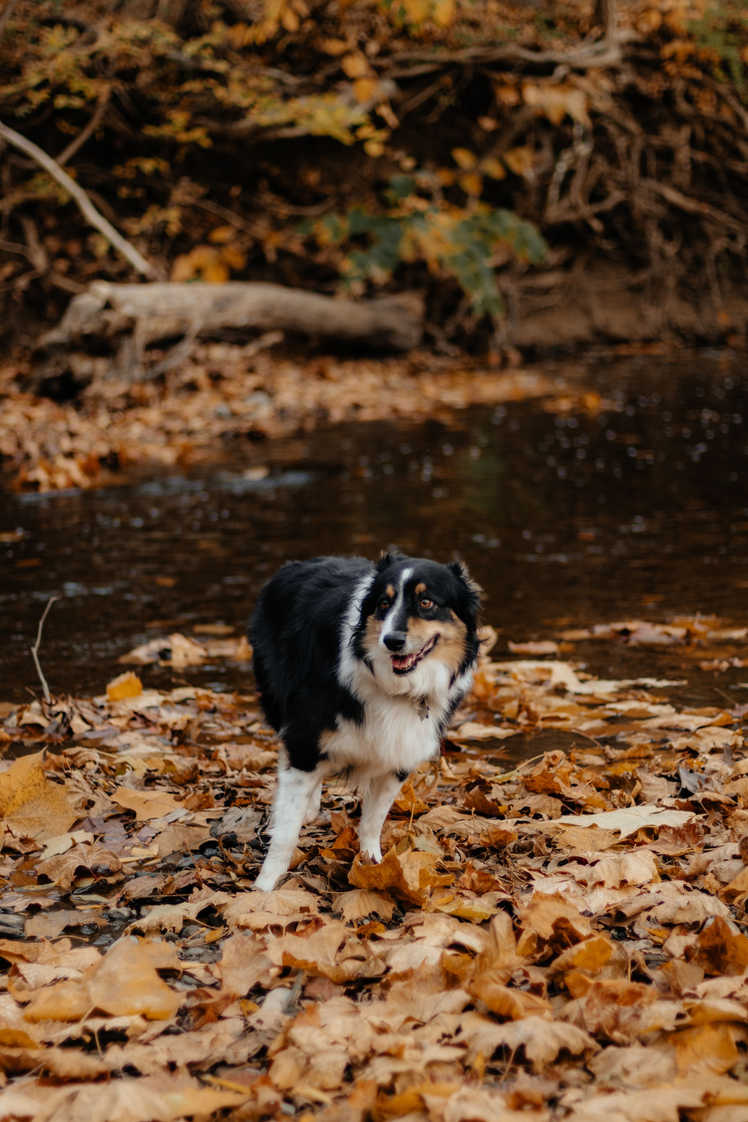 A Border Collie dog stands on fallen autumn leaves near a stream.