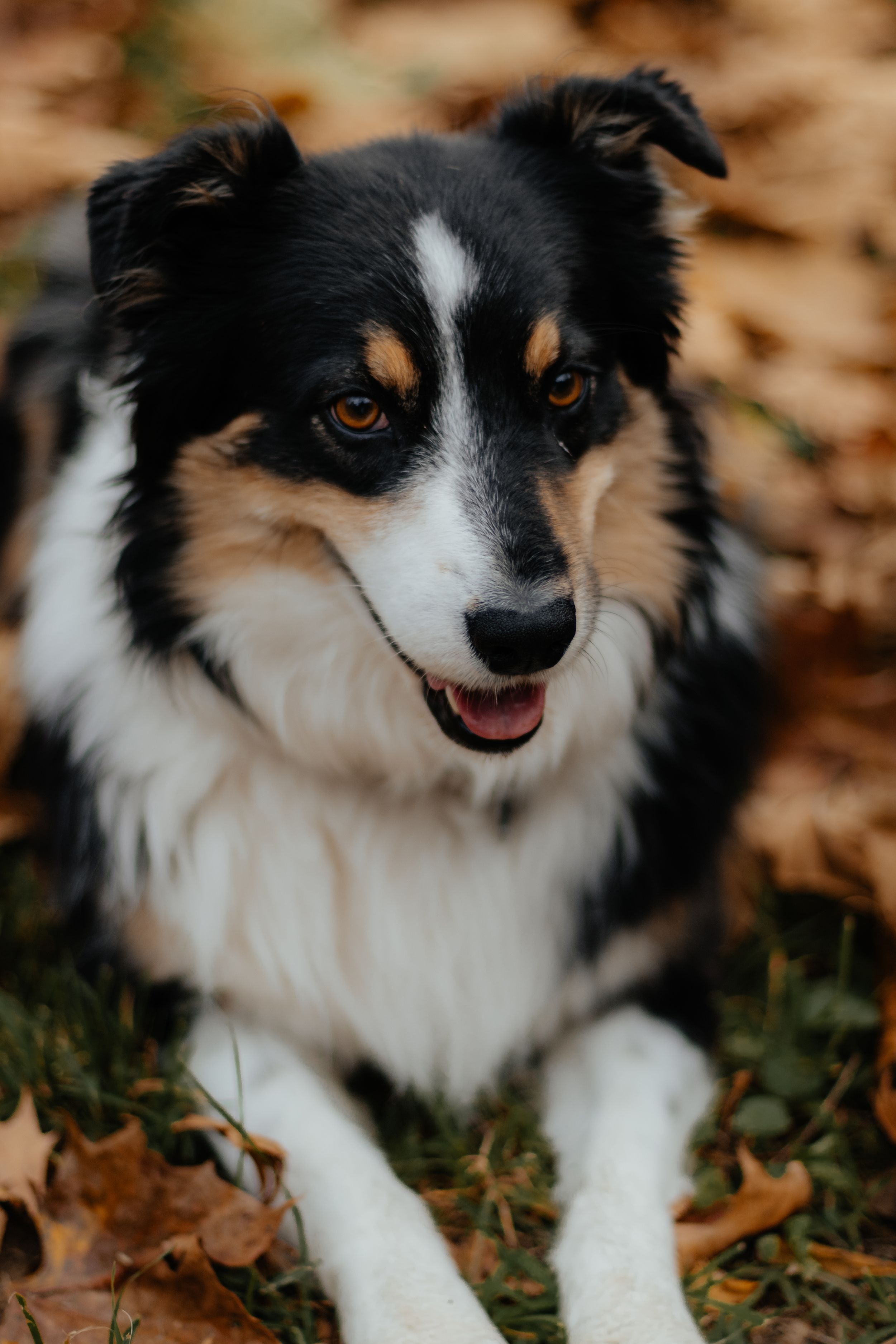 A black and white Australian Shepherd dog with brown markings smiling at the camera in autumn leaves.