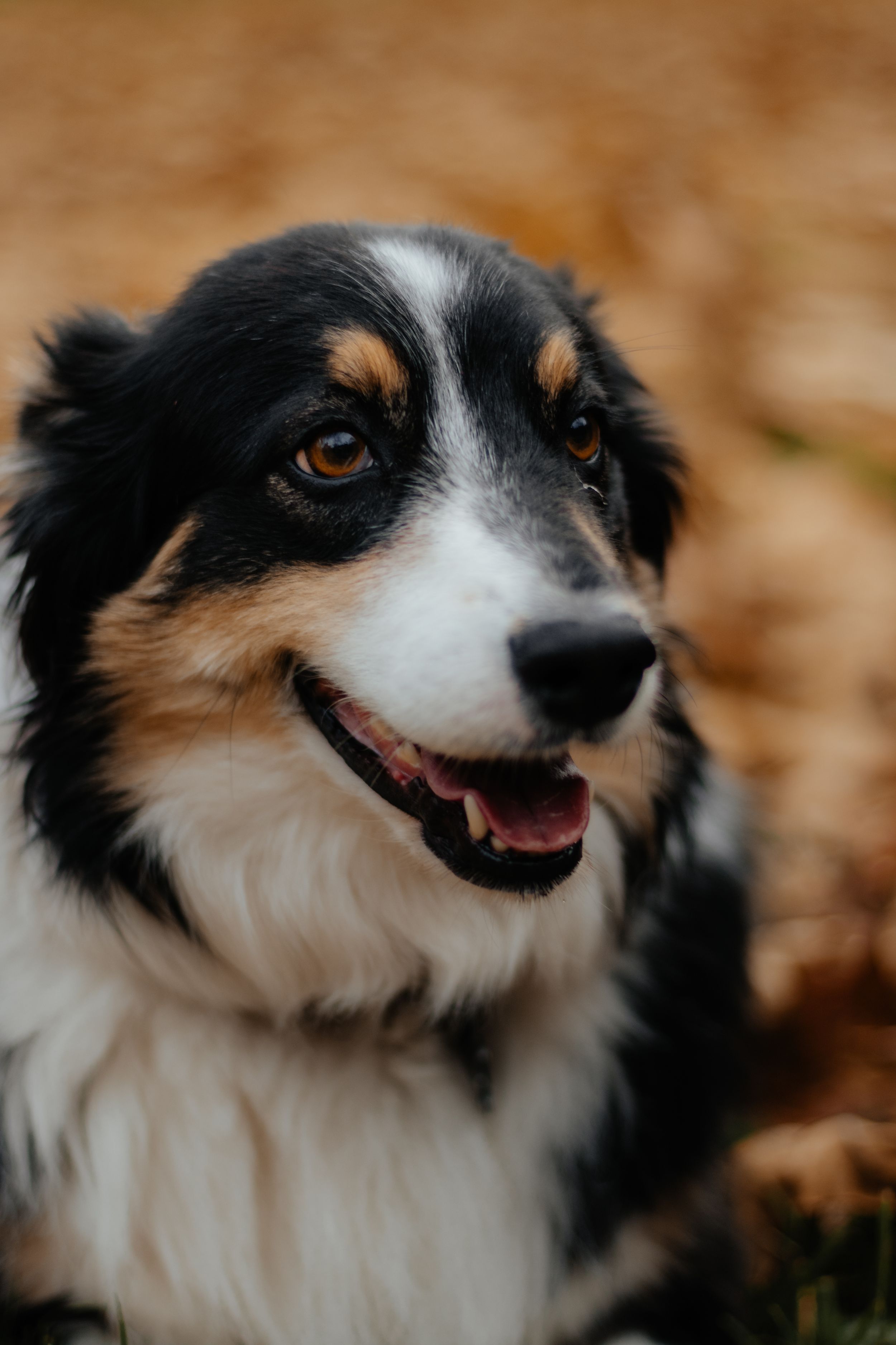 Close up portrait series of a happy Australian Shepherd dog with expressive eyes.