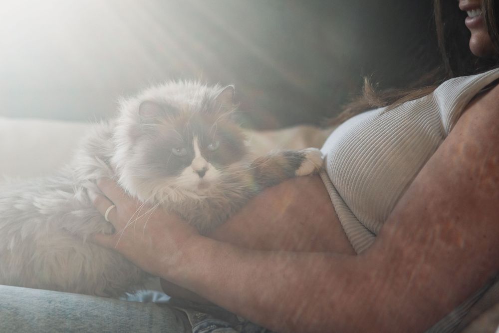 Cat relaxes on soft furniture in natural lighting.