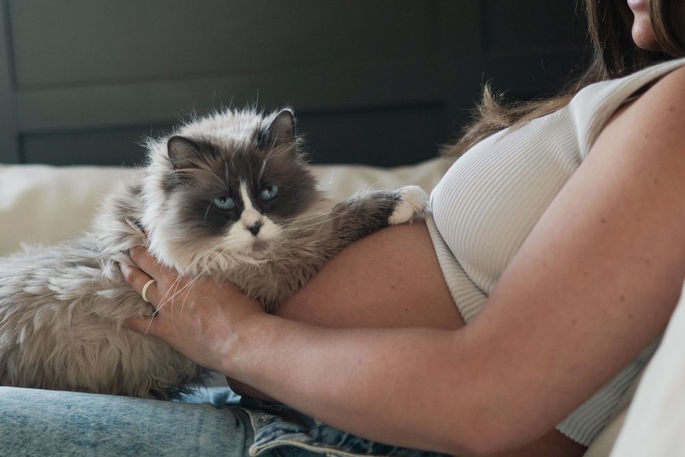 Fluffy cat lounges comfortably on a couch while being petted.