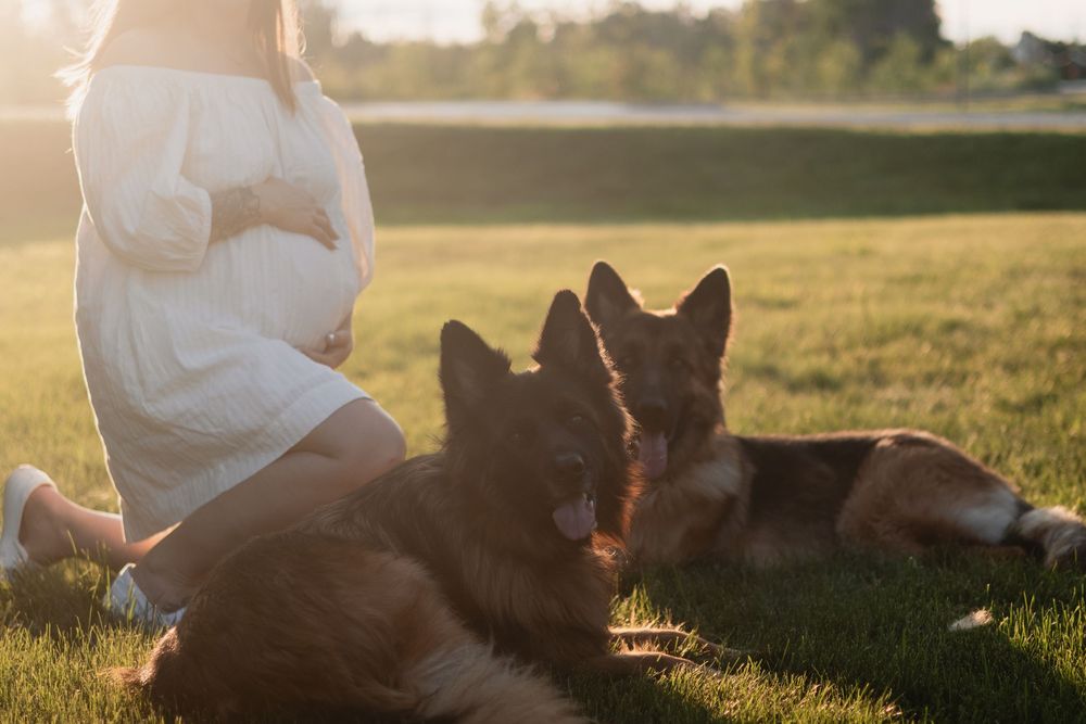 Family maternity photos with German Shepherds in golden sunset light.
