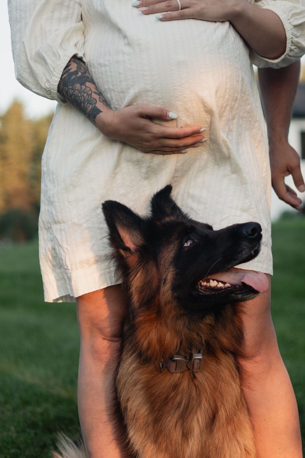 German Shepherd dogs sitting with owners on grass during outdoor photo session.