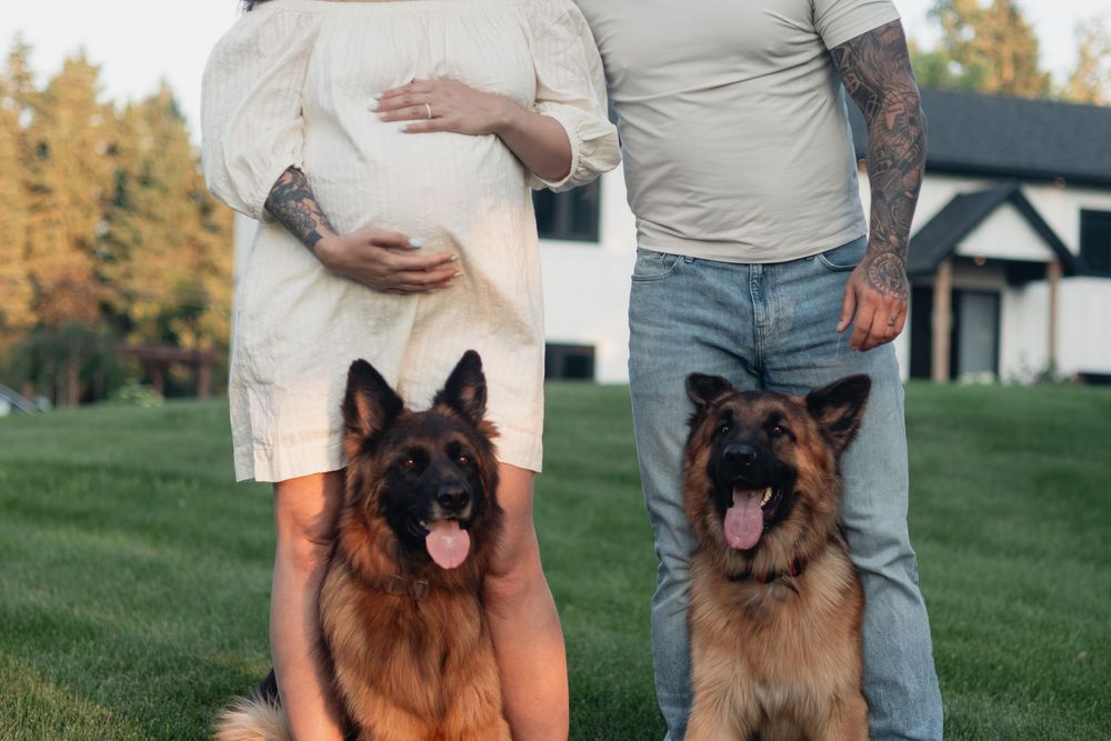 German Shepherd dogs posing with owners on grassy lawn during autumn.