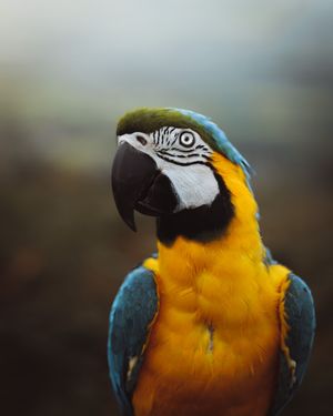 Close-up portrait series of a blue and gold macaw parrot against blurred background.