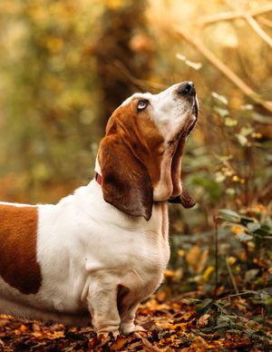 Basset hound lying in autumn leaves with upward gaze.