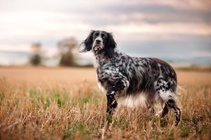 Black and white spaniel dogs running through tall grass at sunset.