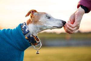 Dog being rewarded with treats from outstretched hands.