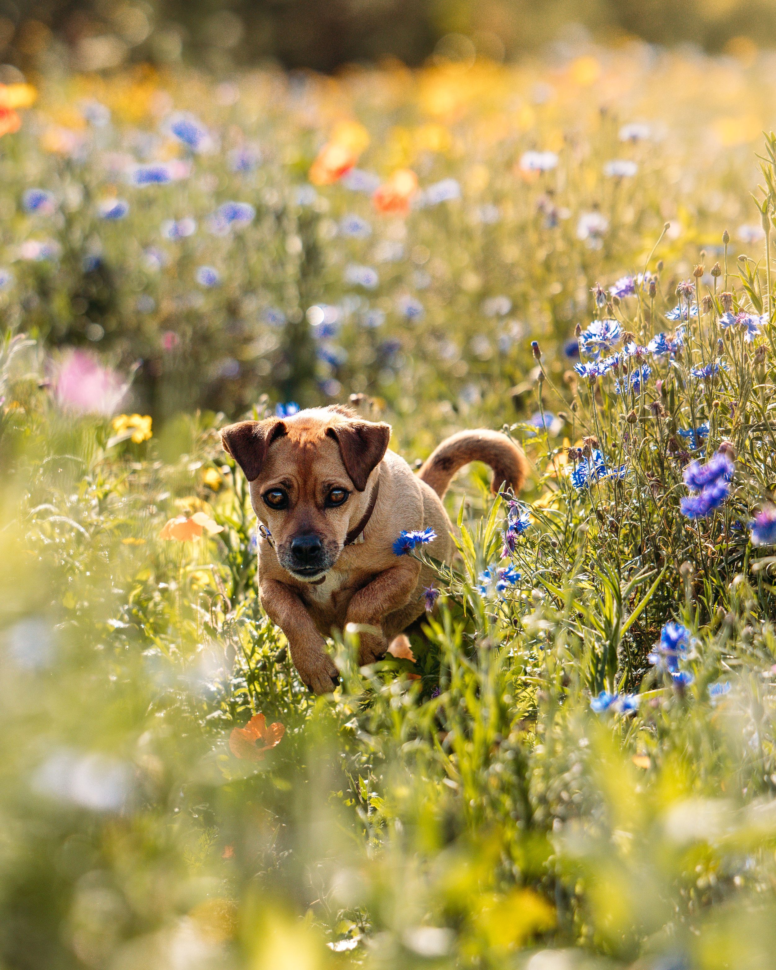 Brown dog lying among colorful wildflowers in spring meadow.