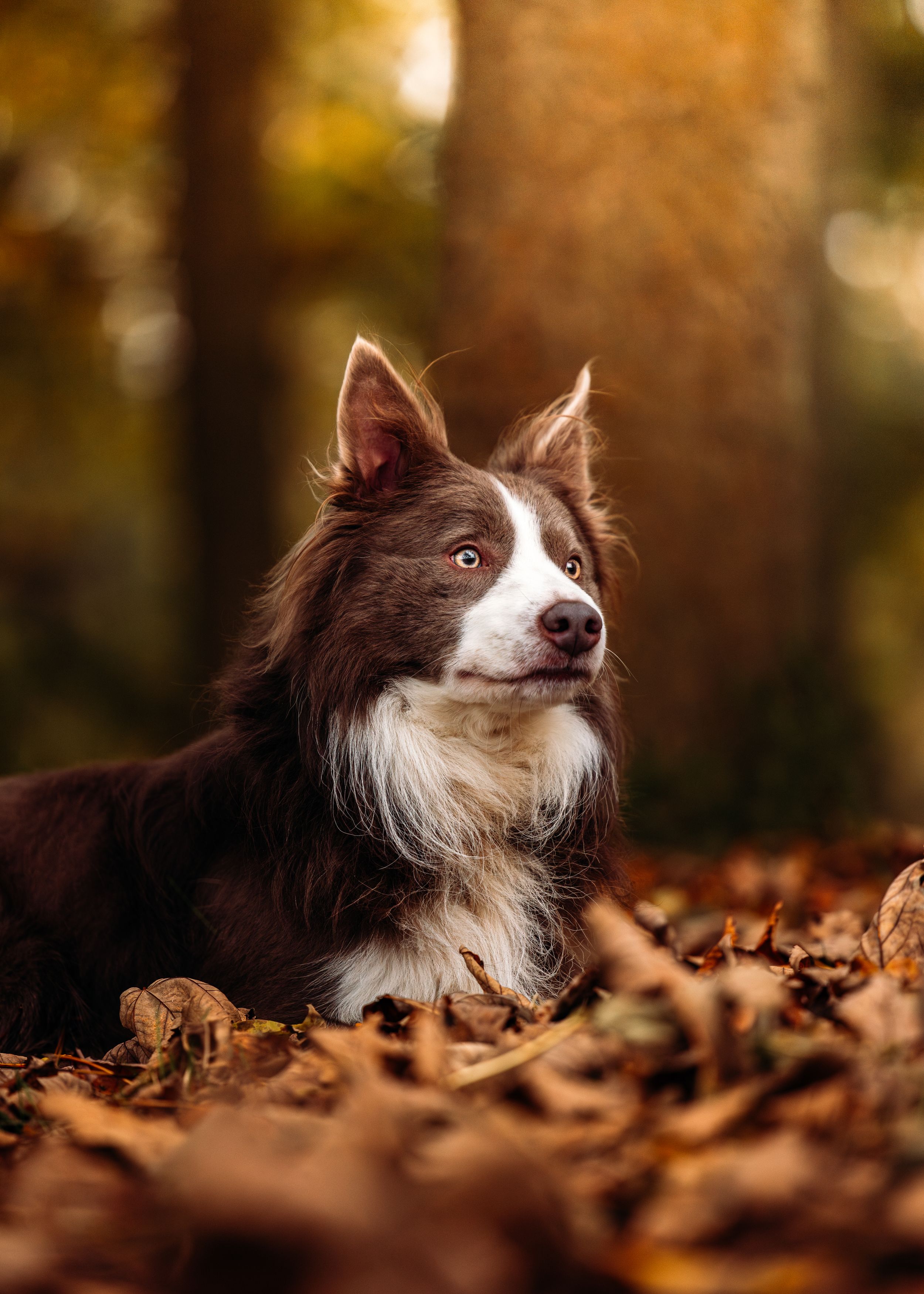Border Collie lying in fallen autumn leaves with attentive expression.