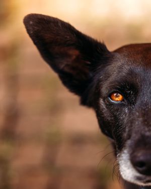 Close-up portrait of a black dog's face showing amber eyes.