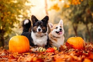 Small dogs posing with pumpkins and autumn leaves for seasonal photo.