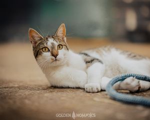 White and cream colored cat lounging on blue fabric in natural light.