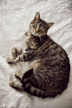 Tabby cat relaxing on white bedding in various comfortable positions.
