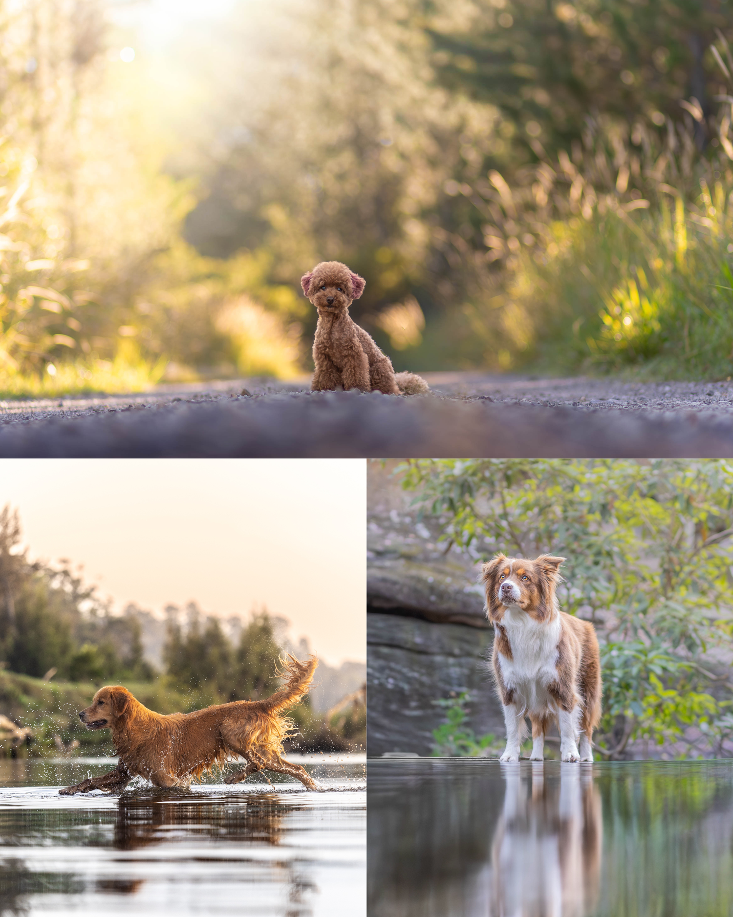 Dogs playing and swimming together in a serene lake during golden hour with beautiful reflections in the water.