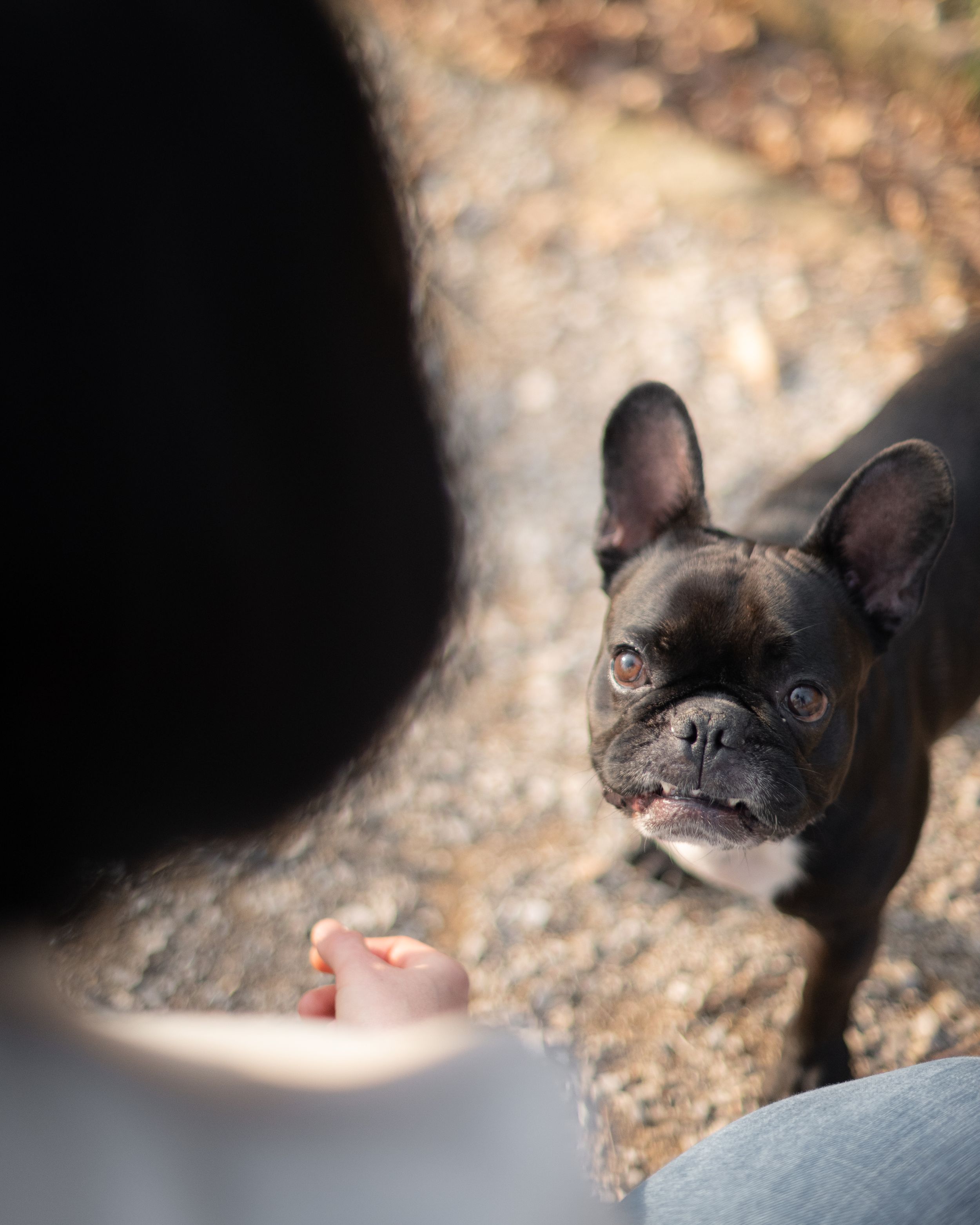 person with their dog during a natural portrait session