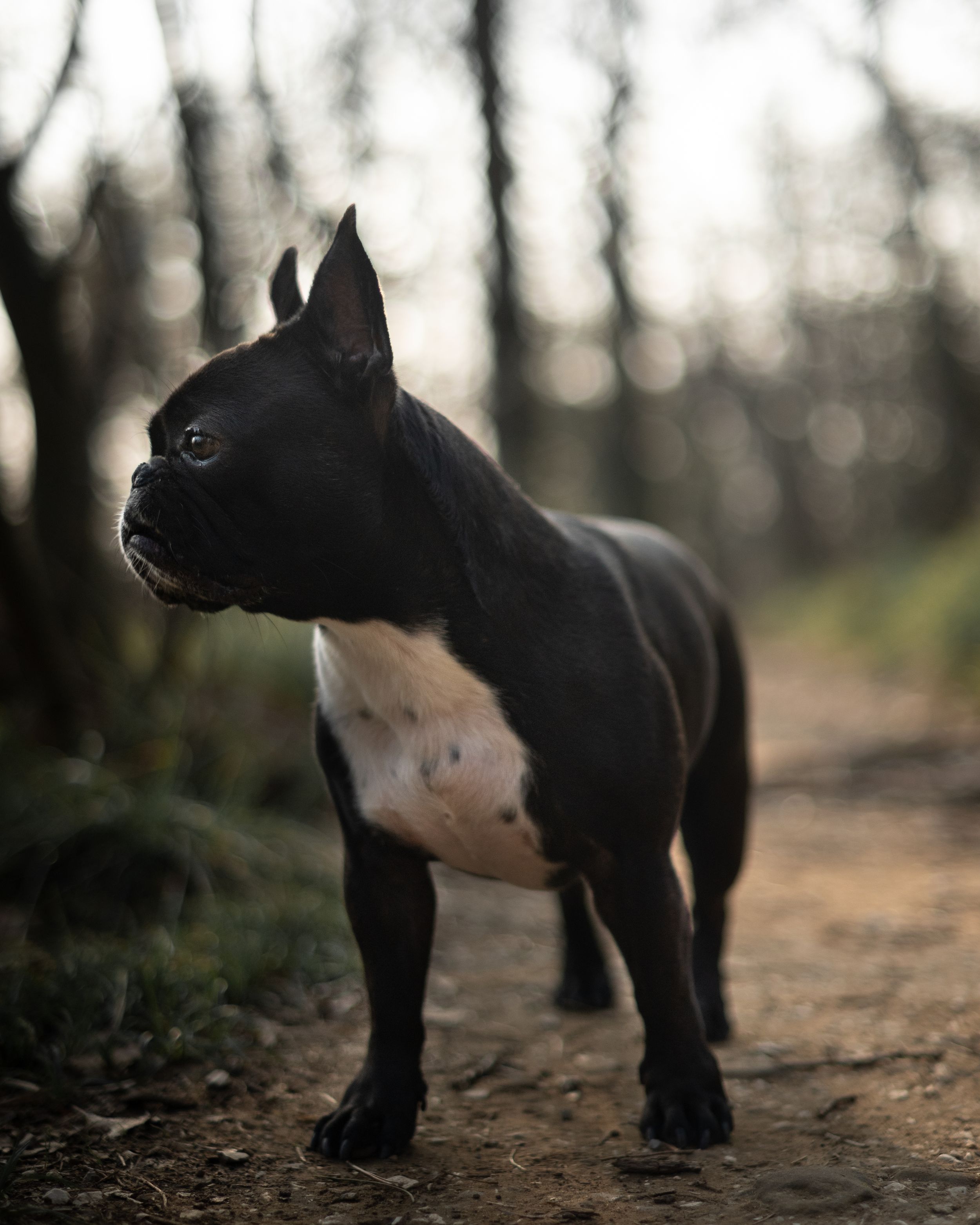 dog portrait in natural light