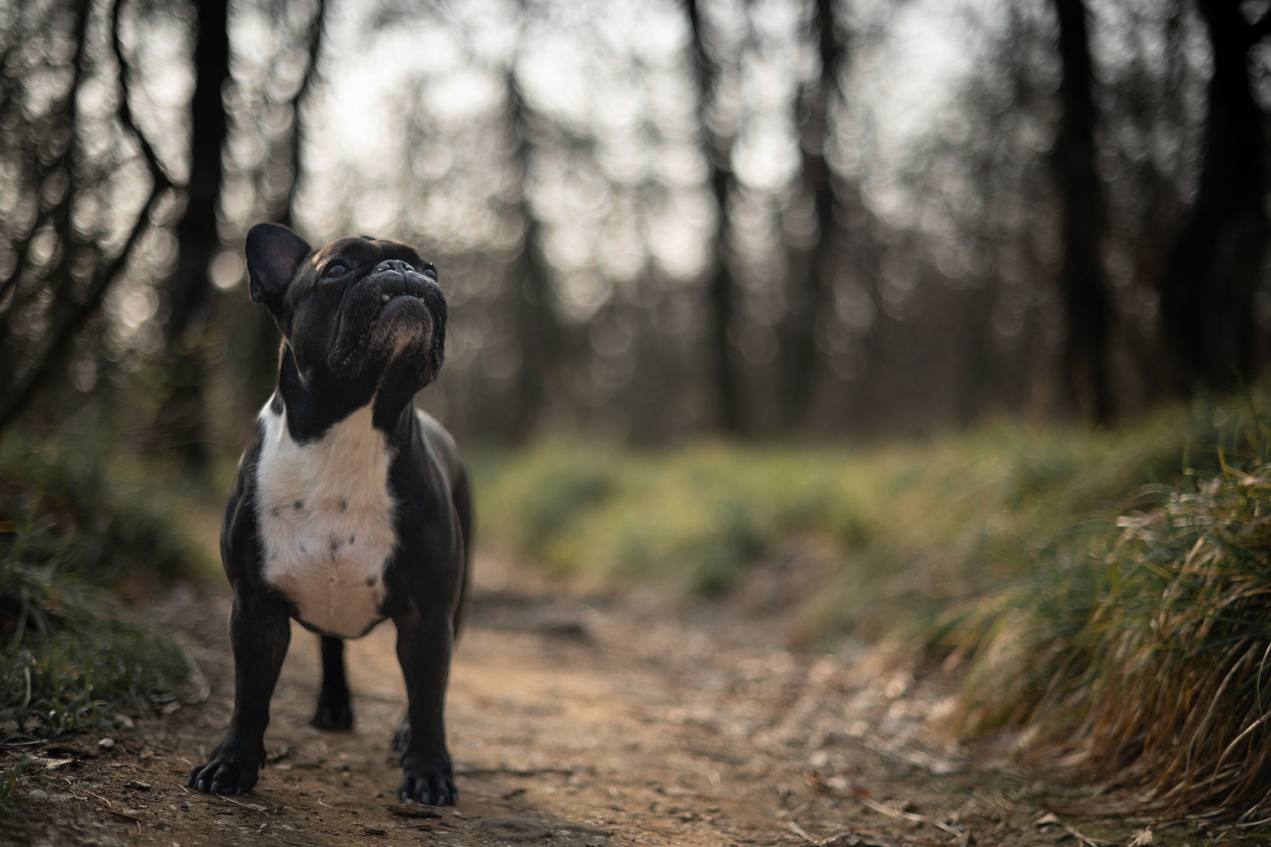 natural portrait of a dog
