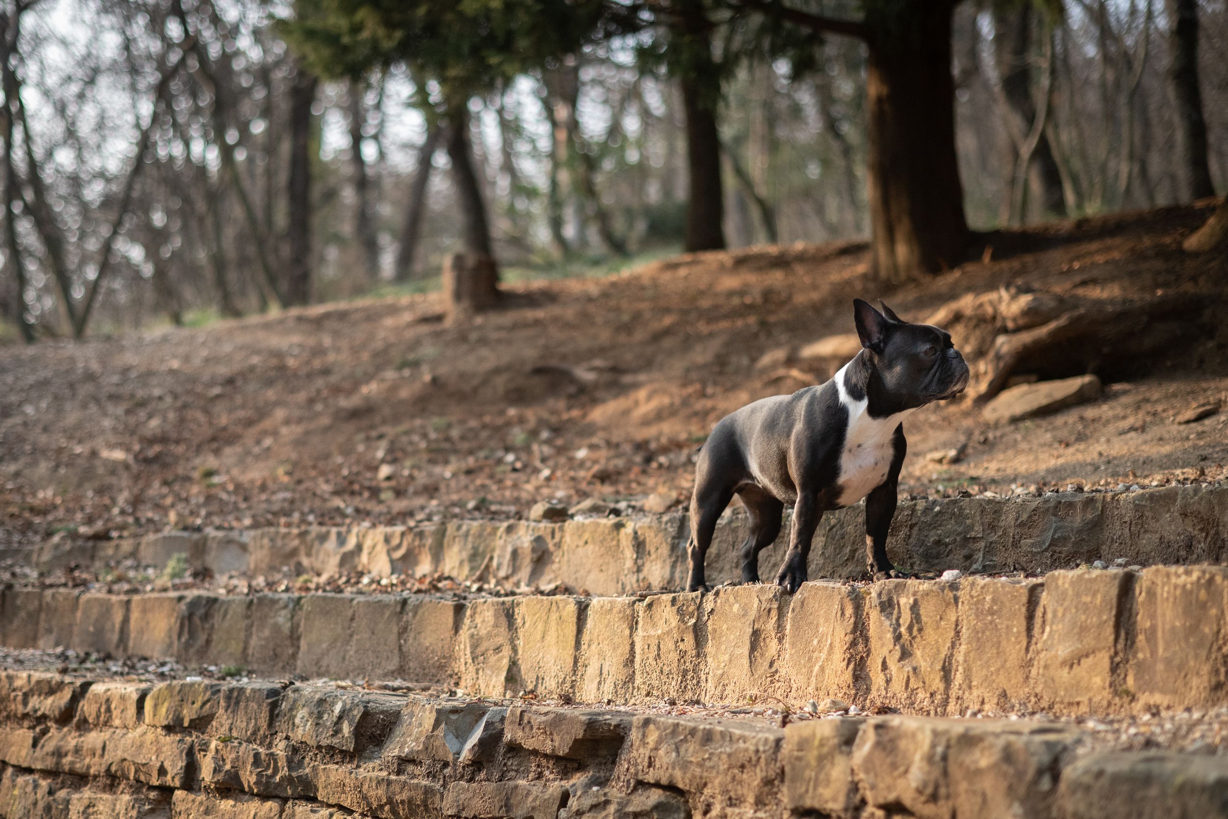 natural portrait of a dog