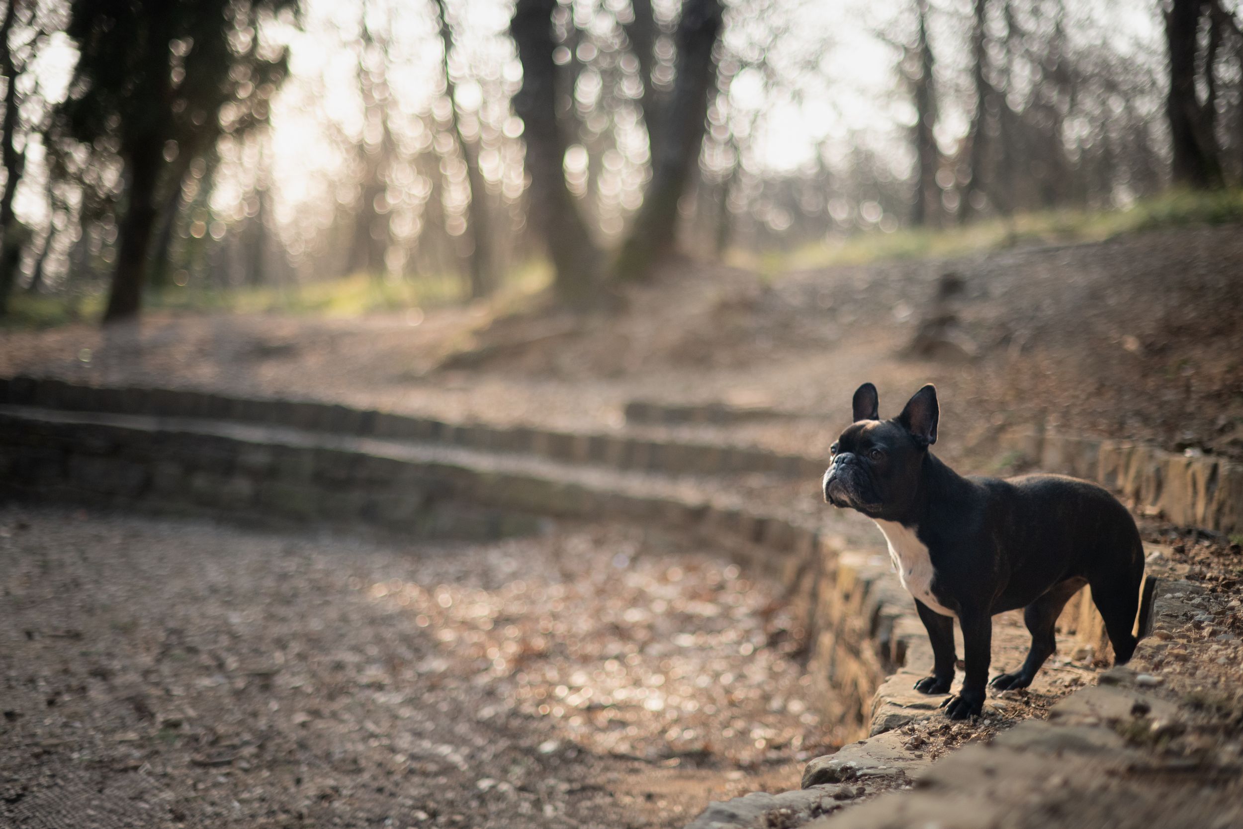 dog portrait in natural light