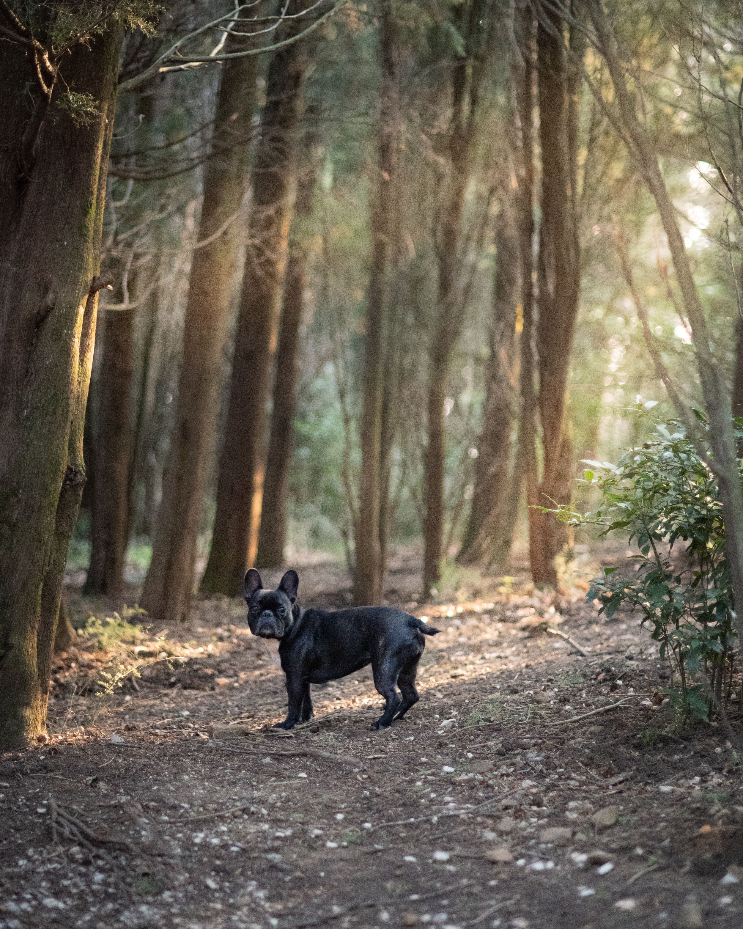 natural portrait of a dog