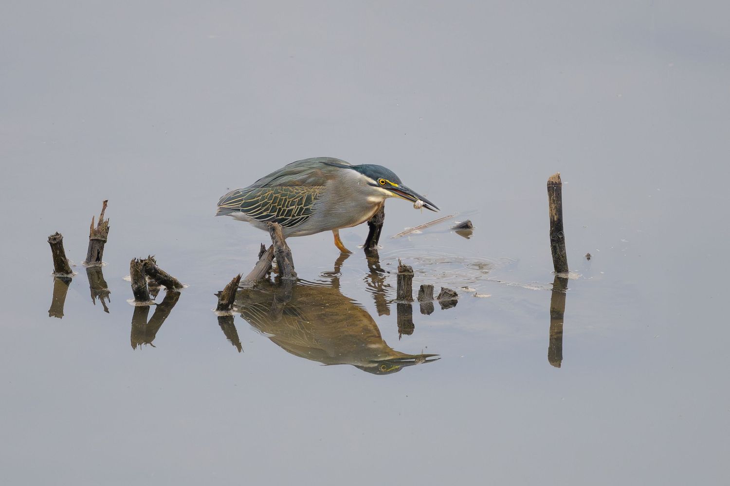 Green-backed (Striated) Heron reflected in the calm water of Sunset Dam, Lower Sabie Rest Camp, Kruger National Park.