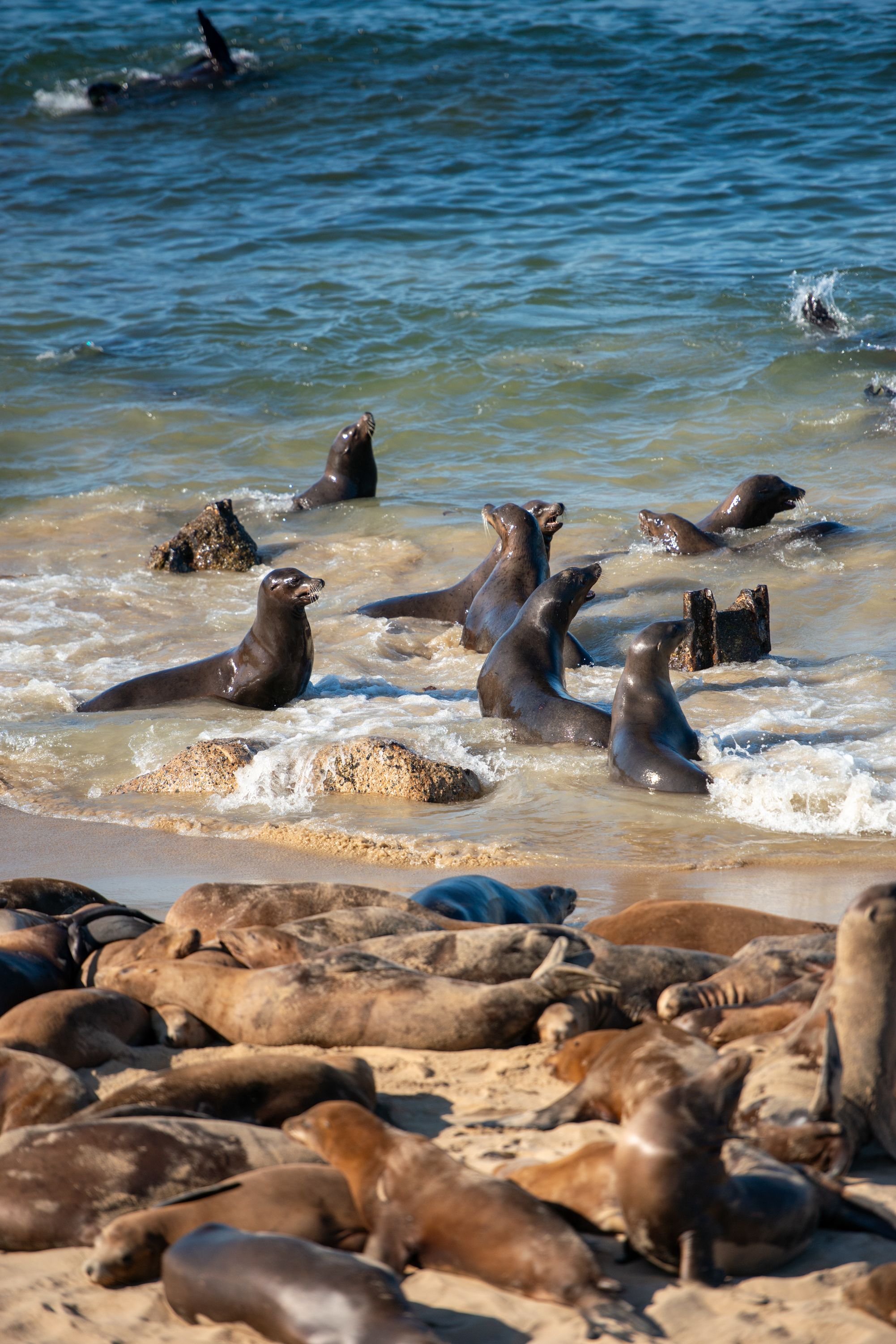 A group of Hawaiian monk seals lounging and playing in the surf at a sandy beach.