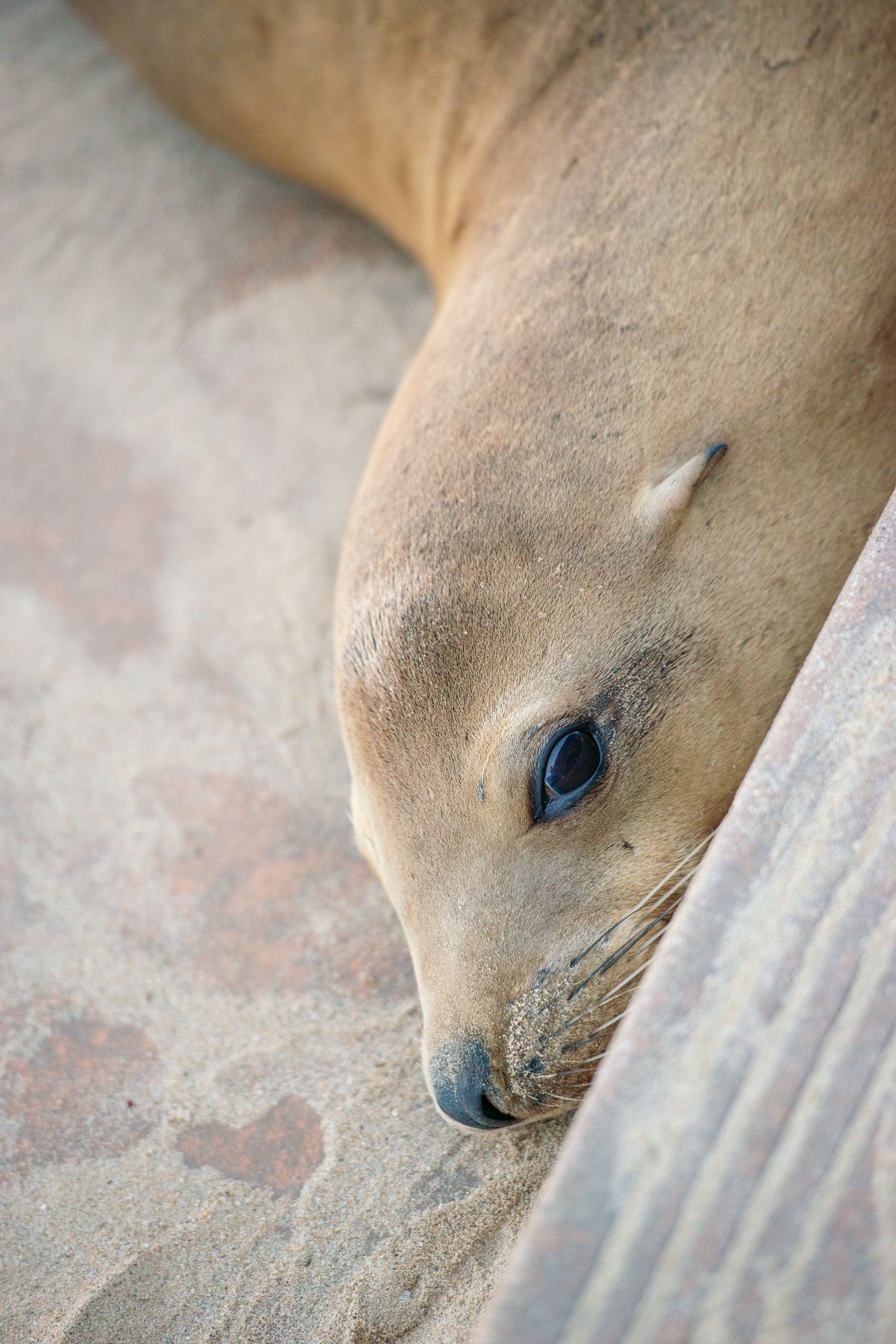 Close-up macro photos of a sea lion's face showing its expressive eyes and sleek features in sequence.