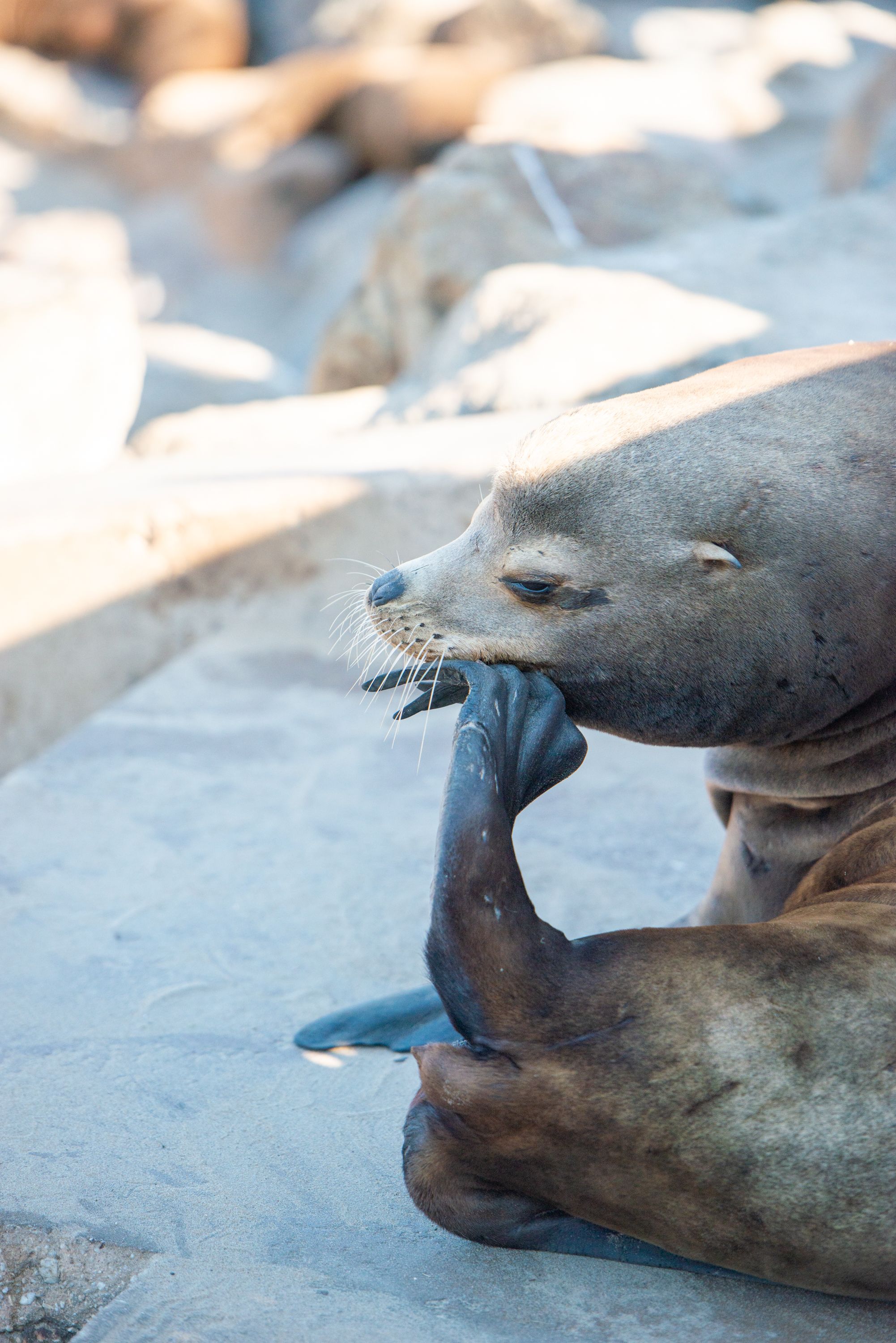 A close-up view of a seal's flippers resting on smooth rock at the beach.