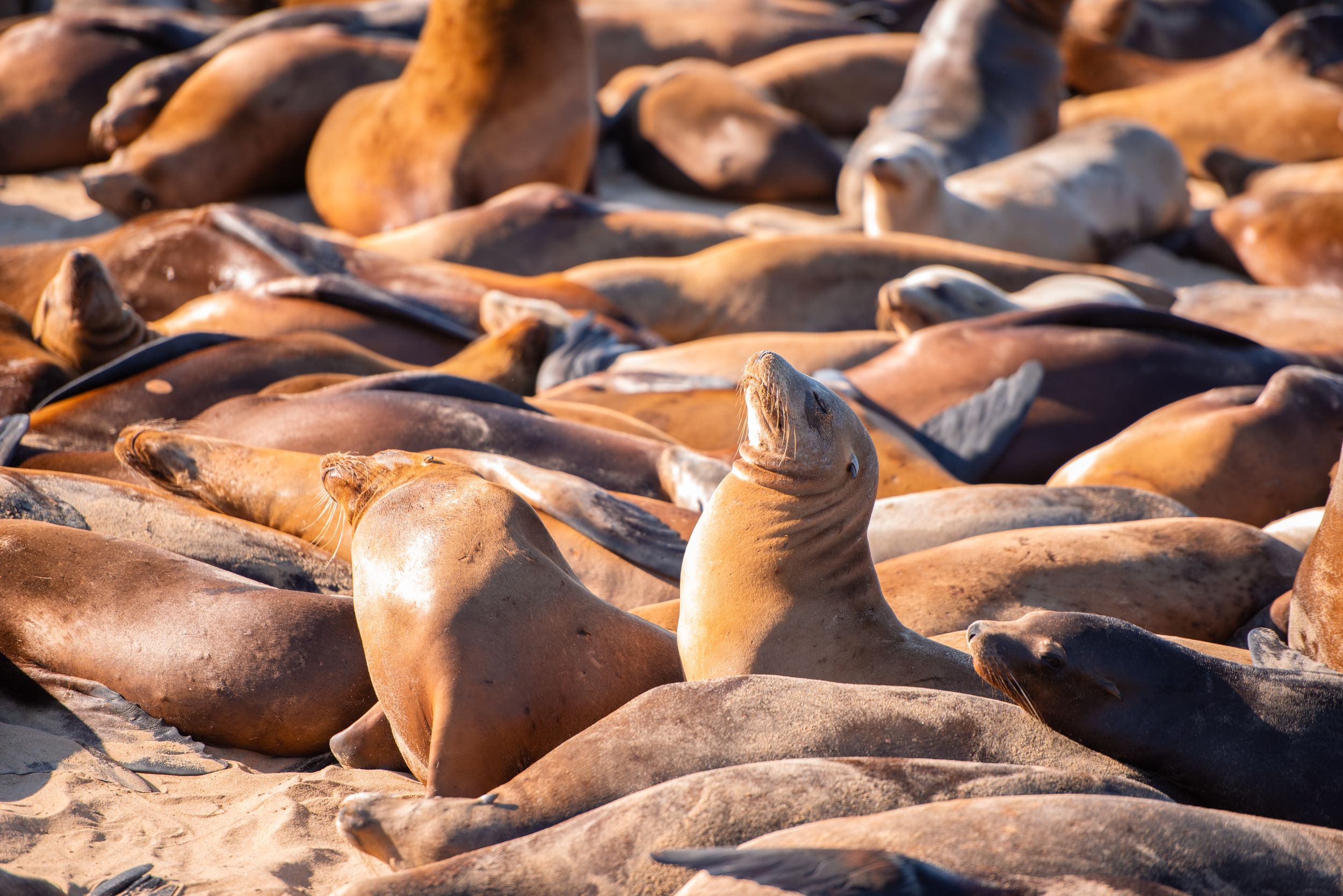 A large group of sea lions resting together on wooden docks in the sunlight.