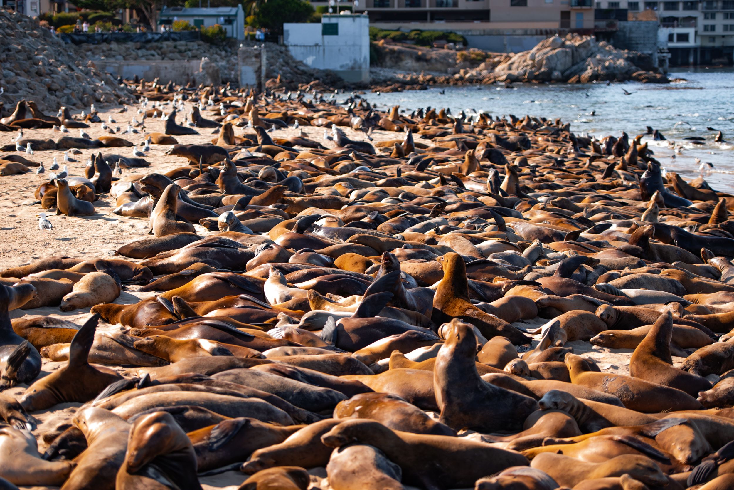Large colony of sea lions resting on a sunny pier at Fisherman's Wharf in San Francisco.