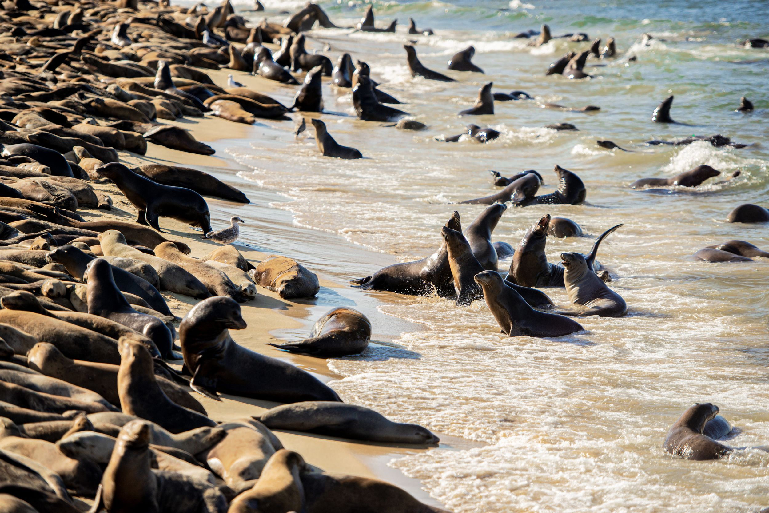 A large colony of seals resting and lounging on a rocky beach during low tide.