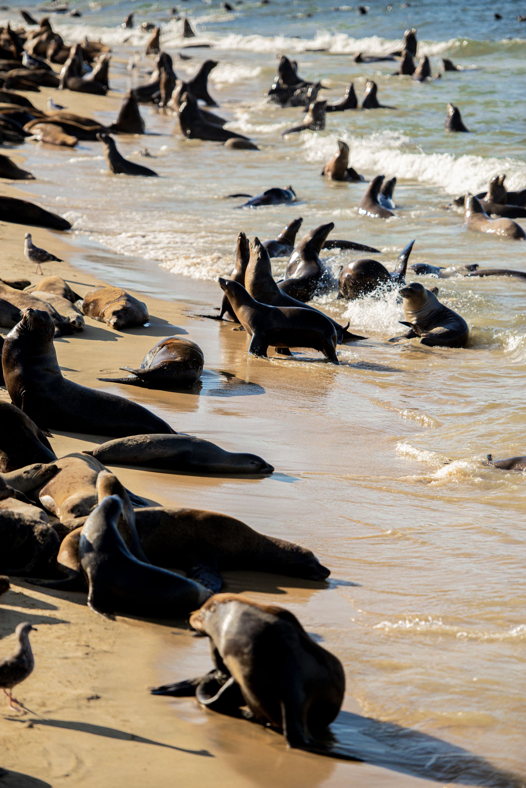 A large colony of seals lounges on a sandy beach with gentle waves lapping at the shore.