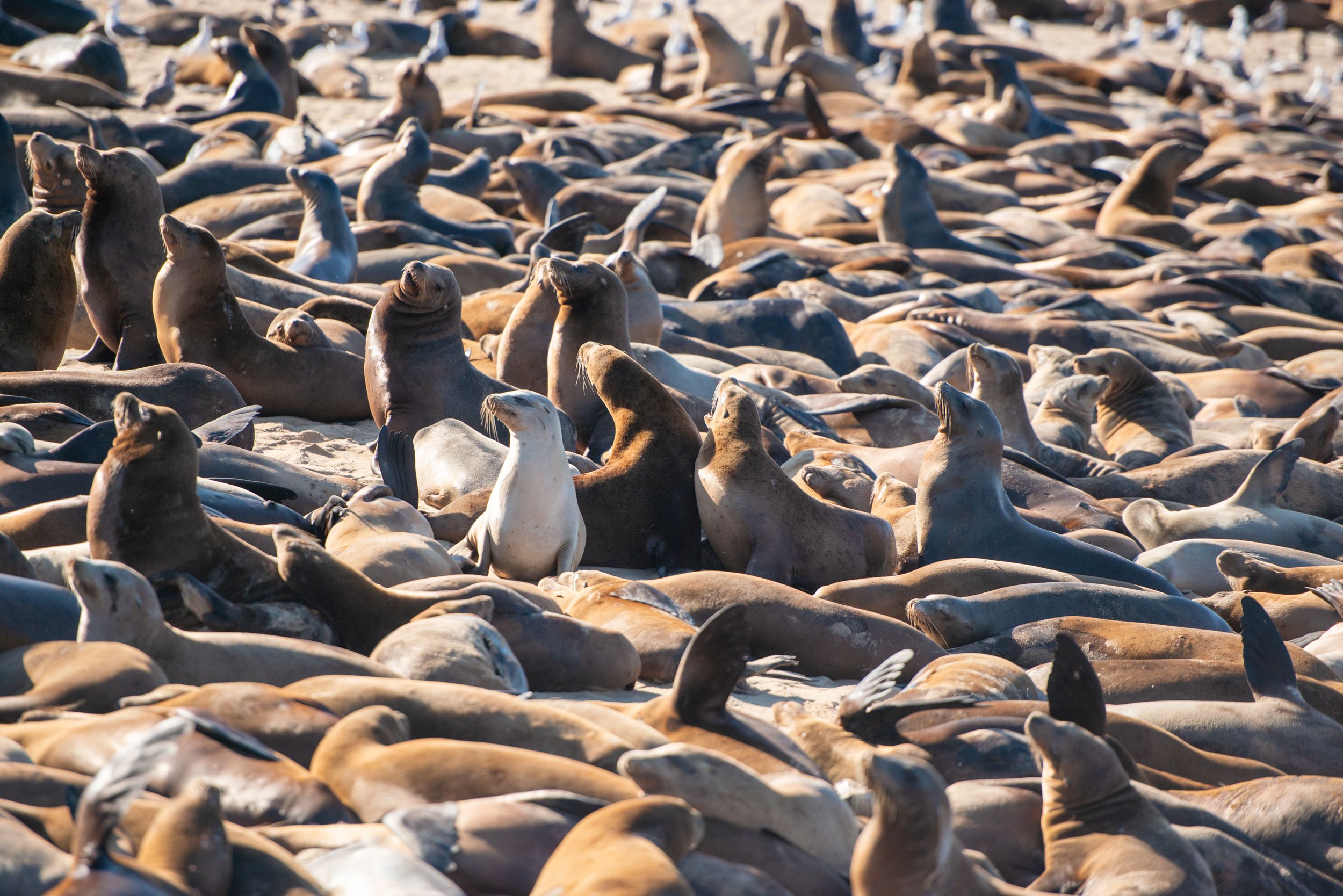 A large colony of California sea lions resting together on a crowded beach in the sunlight.