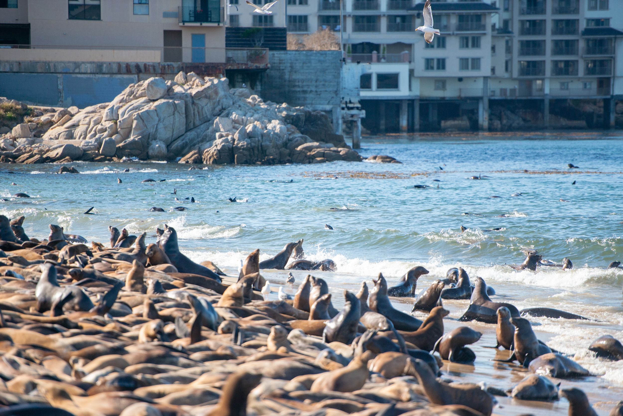 Sea lions bask in the sun along the rocky coastline with buildings and ocean waves in the background.