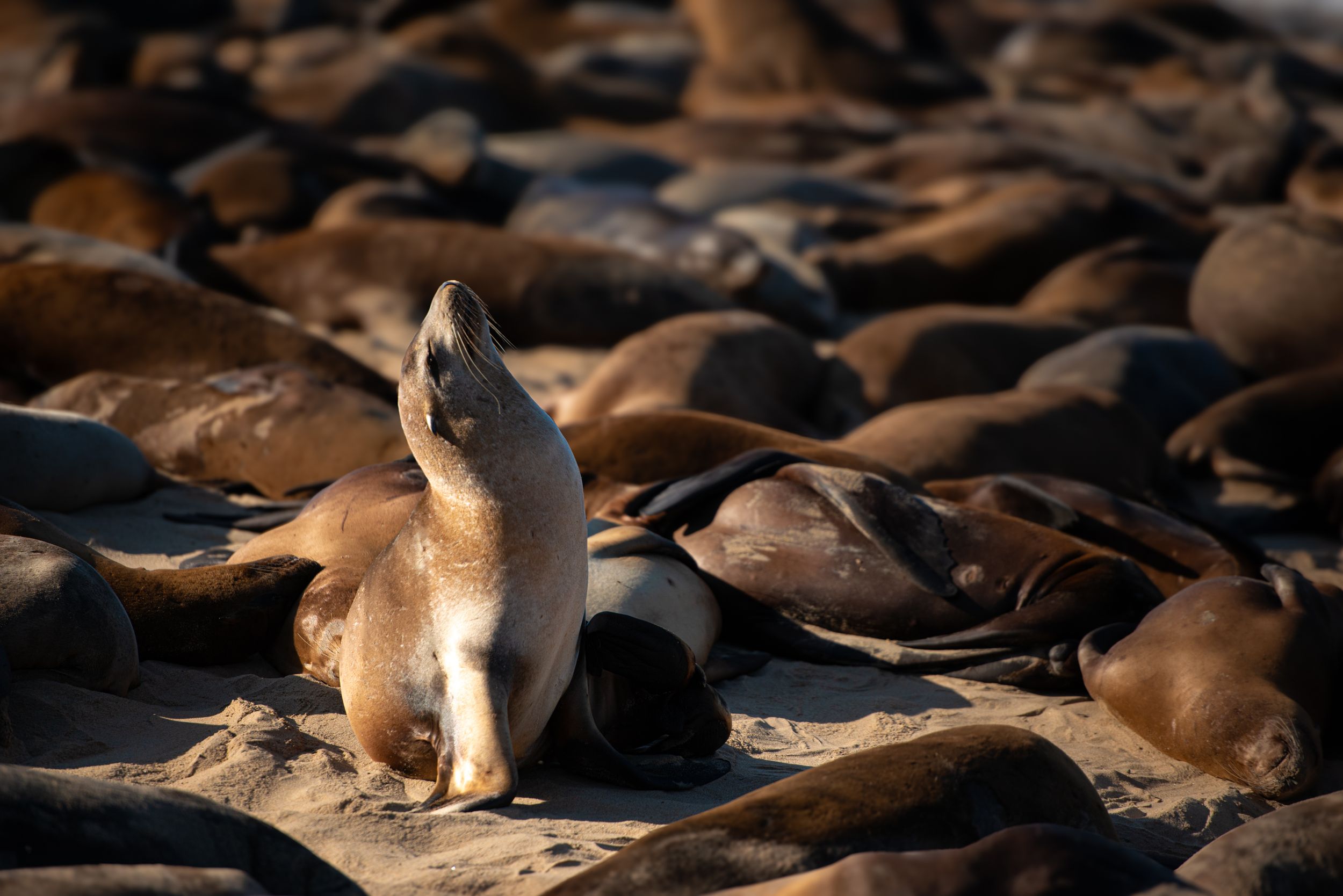 A colony of sea lions resting together on rocks along the shoreline at sunset.